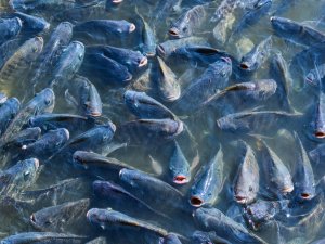 ANPARIO apresenta aditivos naturais para aquicultura e palestrante internacional