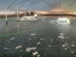 Cipatex refor&ccedil;a atua&ccedil;&atilde;o na aquicultura com presen&ccedil;a no IFC Brasil