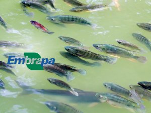 Embrapa: F&oacute;rum Aquicultura 4.0 integra programa&ccedil;&atilde;o do IFC Brasil