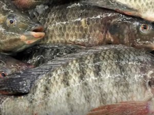 IFC discute o papel do Brasil entre os players mundiais do pescado