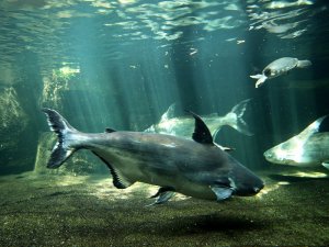 International Fish Congress - O Panga pode ajudar no crescimento da piscicultura brasileira