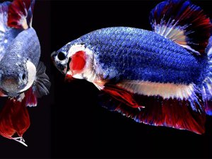 ARTIGO - AQUICULTURA ORNAMENTAL: UM MAR DE OPORTUNIDADES