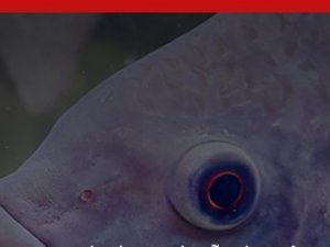 Socil apresenta solu&ccedil;&otilde;es nutricionais de alta performance na Fish Expo Brasil