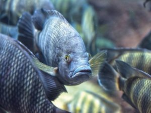 Destaque IFC  2020 - Oxig&ecirc;nio: um f&ocirc;lego a mais para Nutri&ccedil;&atilde;o de Peixes