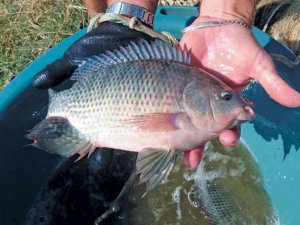 IFC discute estrat&eacute;gias para tornar Brasil player mundial do pescado