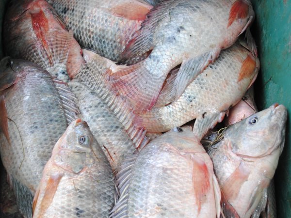 IFC discute biosseguran&ccedil;a na aquacultura