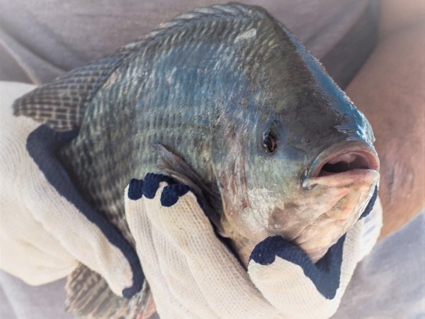 Internacional Fish Congress apresenta medidas de controle para o off flavor na piscicultura