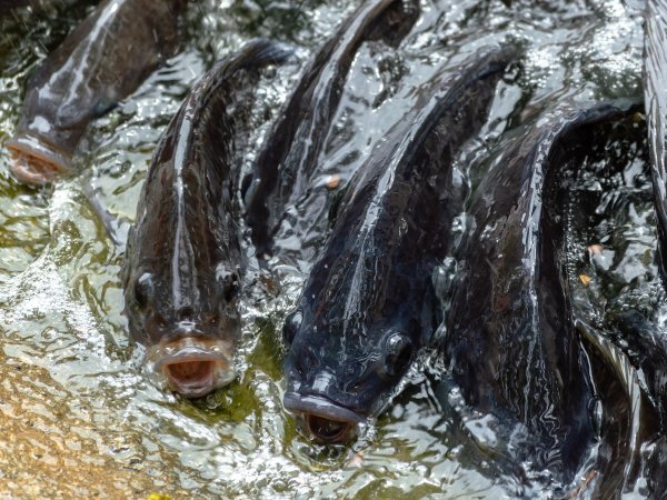 IFC 2019 :O Brasil est&aacute; preparado para a aquicultura 4.0?