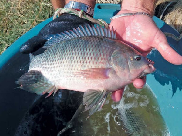 IFC discute estrat&eacute;gias para tornar Brasil player mundial do pescado