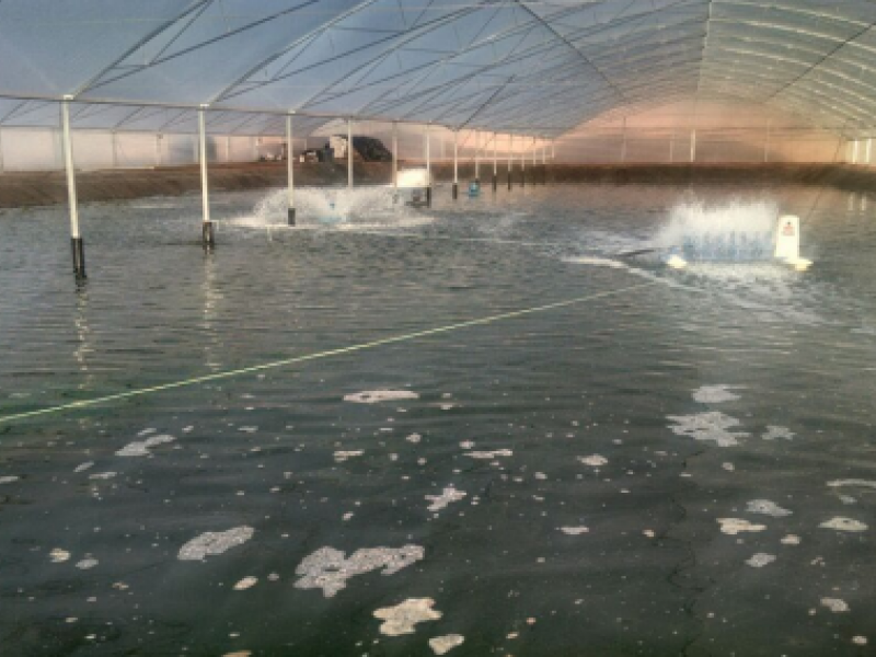 Cipatex refor&ccedil;a atua&ccedil;&atilde;o na aquicultura com presen&ccedil;a no IFC Brasil