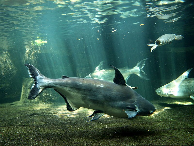 International Fish Congress - O Panga pode ajudar no crescimento da piscicultura brasileira