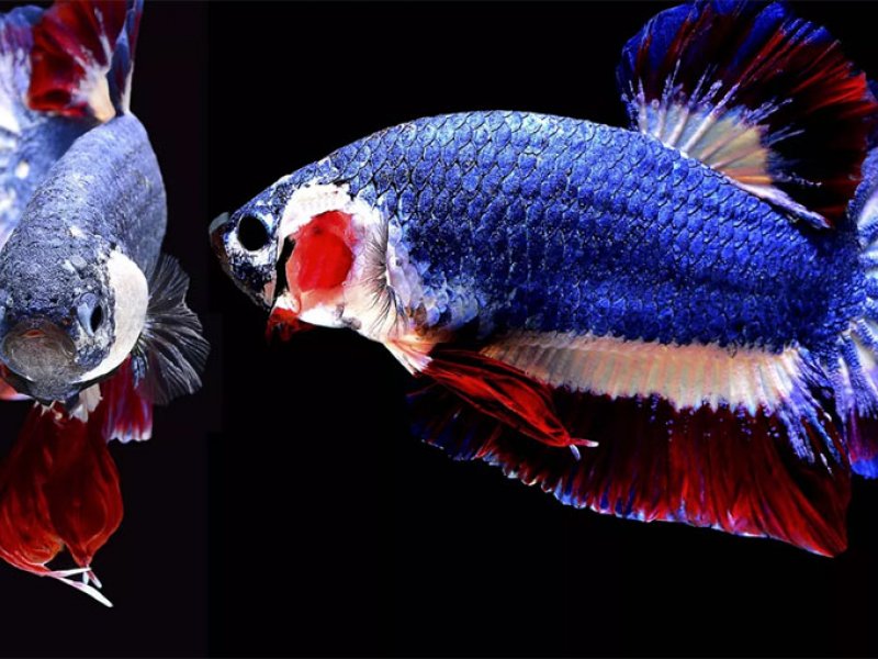 ARTIGO - AQUICULTURA ORNAMENTAL: UM MAR DE OPORTUNIDADES