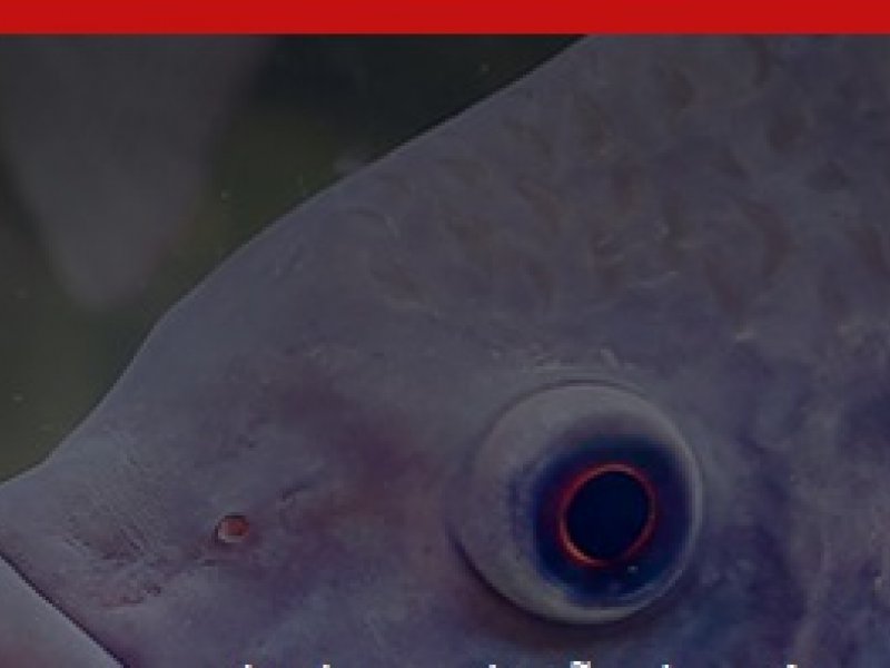 Socil apresenta solu&ccedil;&otilde;es nutricionais de alta performance na Fish Expo Brasil