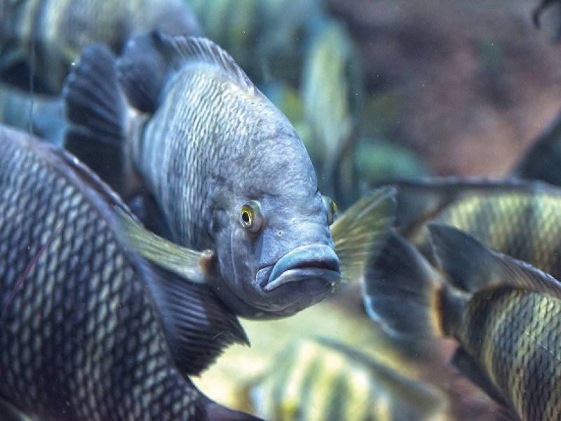 Destaque IFC  2020 - Oxig&ecirc;nio: um f&ocirc;lego a mais para Nutri&ccedil;&atilde;o de Peixes