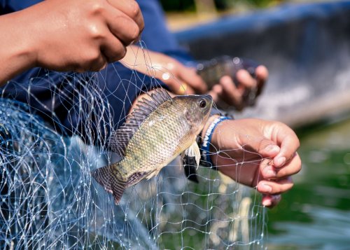 ​Corredor do Sabor traz a fora da agricultura familiar paranaense ao IFC Brasil 2025