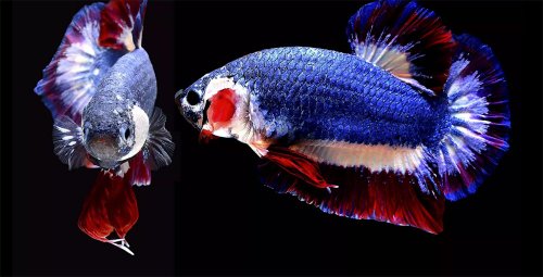 ARTIGO - AQUICULTURA ORNAMENTAL: UM MAR DE OPORTUNIDADES