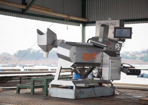 ​Zoetis apresenta inova��es em vacina��o de til�pias no IFC Brasil